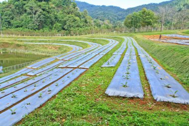 Sebze Bahçe yataklar