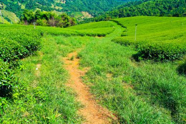 çay plantasyon Tayland 