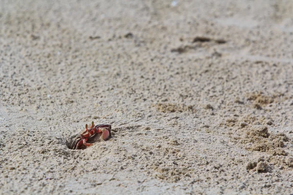 Crab on sandy beach — Stock Photo, Image