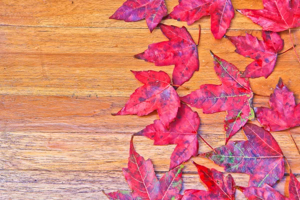 Red maple leaves — Stock Photo, Image