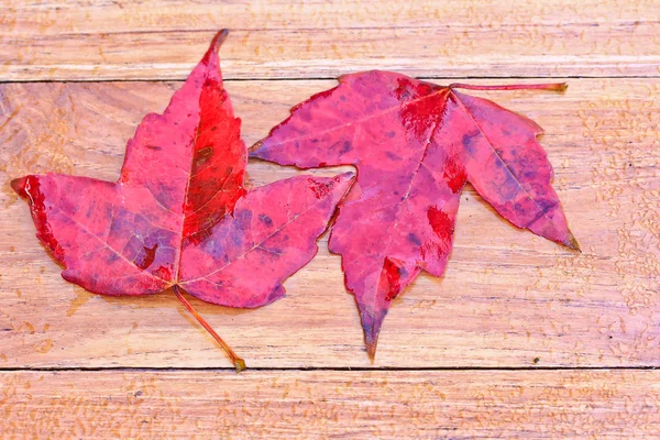 Red maple leaves — Stock Photo, Image