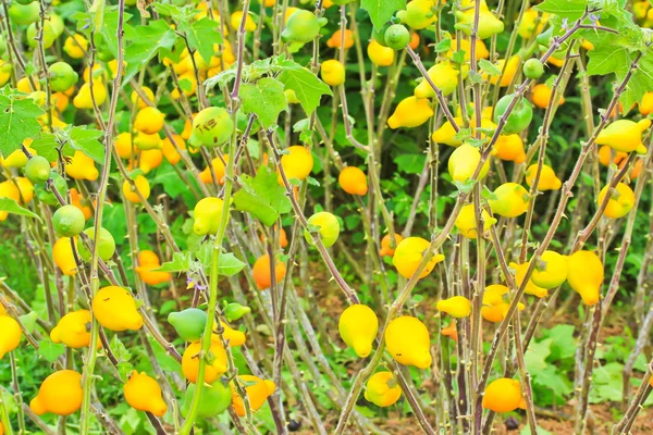 Lilek, solanum mammosum rostliny — Stock fotografie