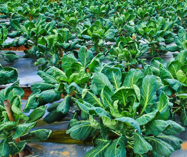 Parcelas de verduras verdes frescas — Foto de Stock