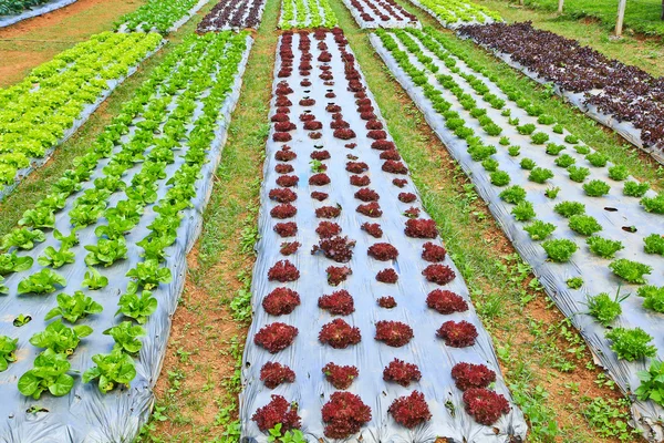 Groenten in de tuin bed — Stockfoto