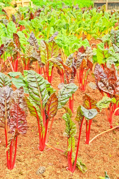土壌で栽培レタス — ストック写真