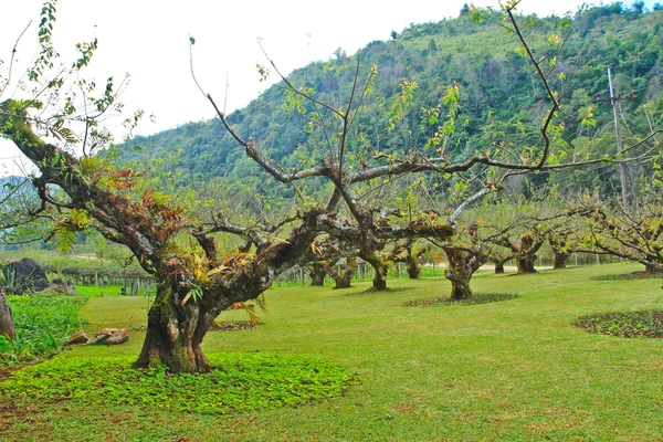 Plum pohon di taman — Stok Foto