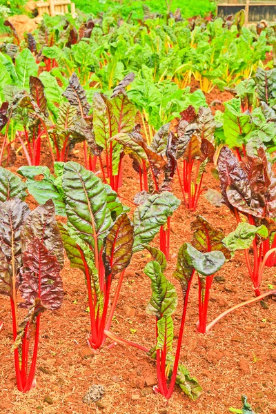 Lechuga que crece en el suelo —  Fotos de Stock