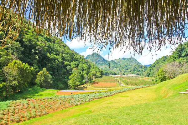 Schöner grüner Garten — Stockfoto