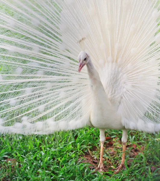 Schöner weißer Pfau — Stockfoto