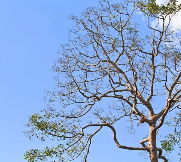 Gökyüzü arka plan üzerinde ölü ağaçlar — Stok fotoğraf