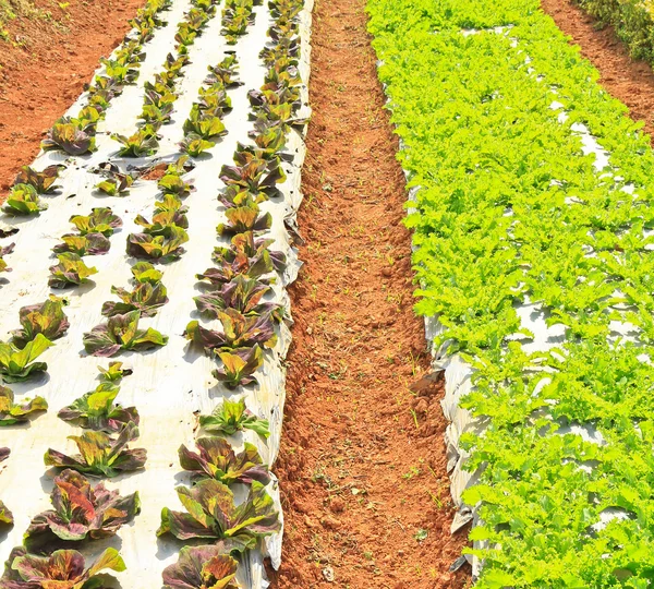 Fresh green vegetables plots — Stock Photo, Image