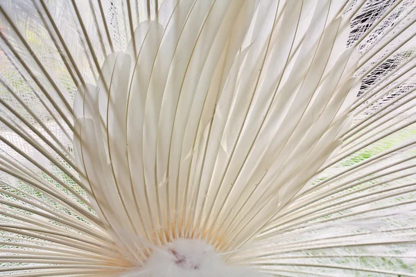 Вид сзади на белый павлинный хвост — стоковое фото