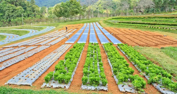 Hortalizas en cama de jardín — Foto de Stock