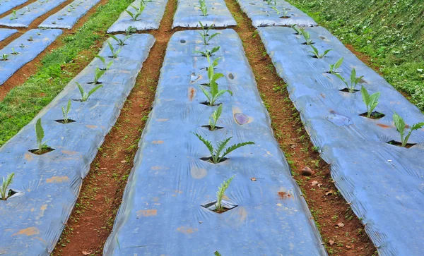 Hortalizas en cama de jardín — Foto de Stock