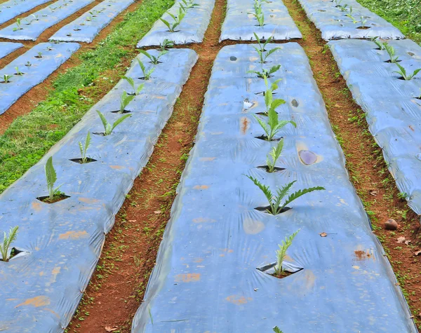 Hortalizas en cama de jardín — Foto de Stock