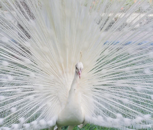 Beautiful white peacock — Stock Photo, Image