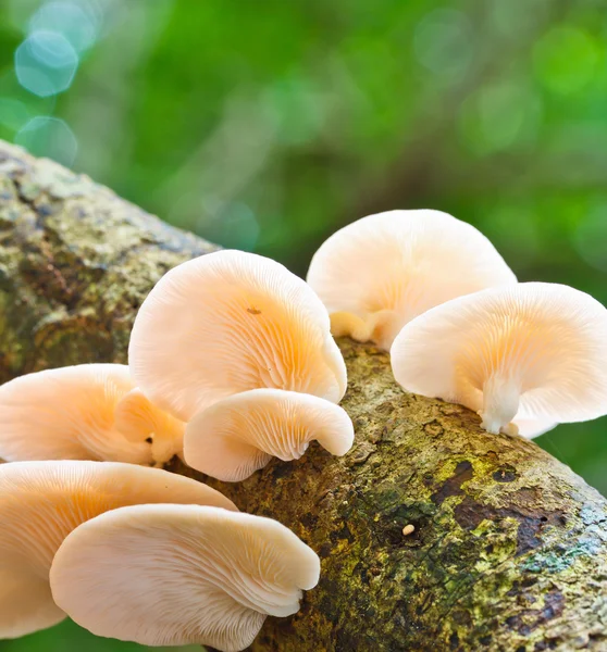 White mushrooms in the forest — Stock Photo, Image