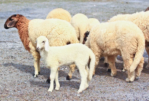 Rebaño de ovejas en la granja — Foto de Stock