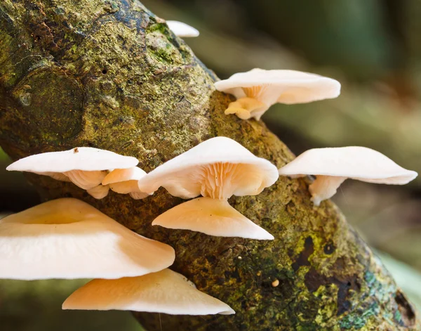 Cogumelos brancos na floresta — Fotografia de Stock