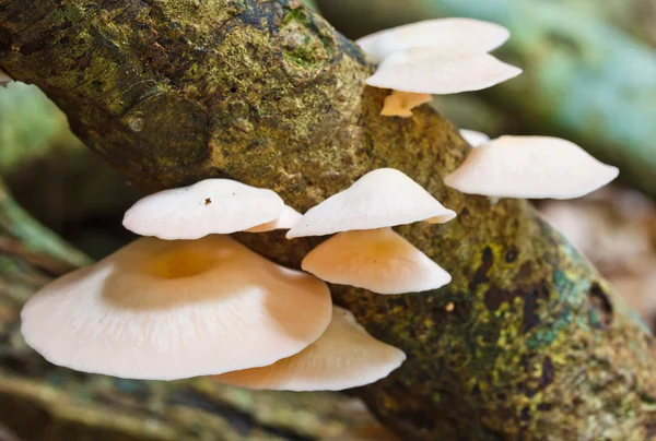 Vita svampar i skogen — Stockfoto