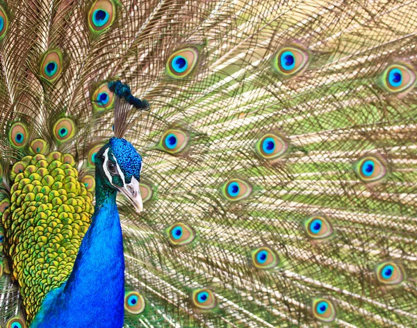 Green Peacock bird — Stock Photo, Image
