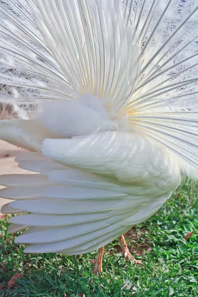 Vue latérale du paon blanc — Photo