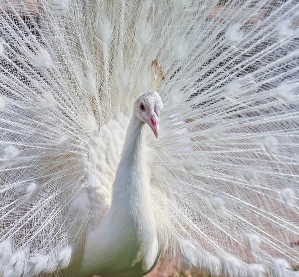 Belo pavão branco — Fotografia de Stock