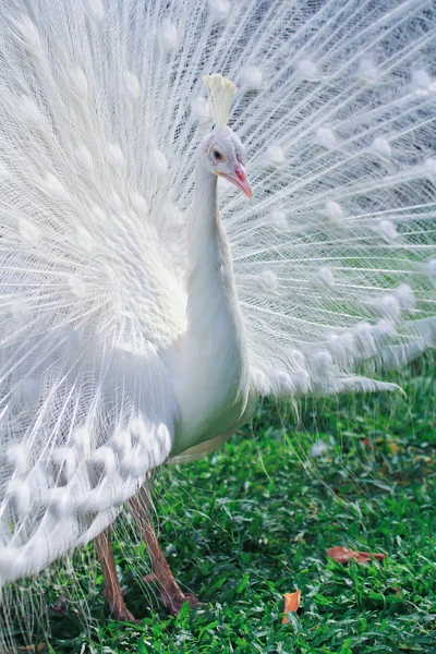 Hermoso pavo real blanco — Foto de Stock