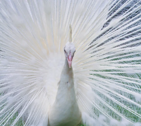 Piękny biały paw — Zdjęcie stockowe