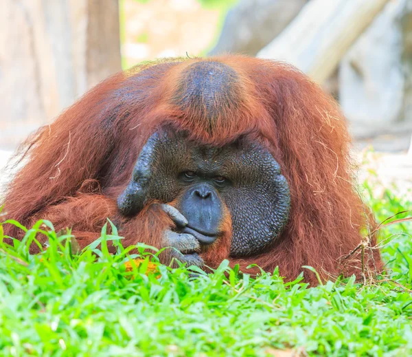 Cute brown orangutan in zoo — Stock Photo, Image