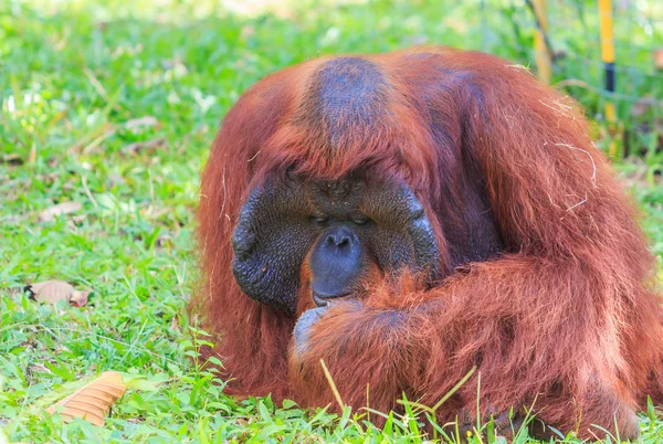 Cute brown orangutan in zoo — Stock Photo, Image