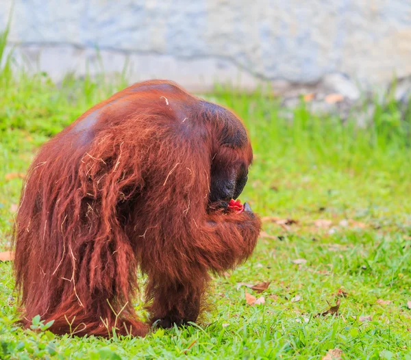 Cute brown orangutan in zoo — Stock Photo, Image