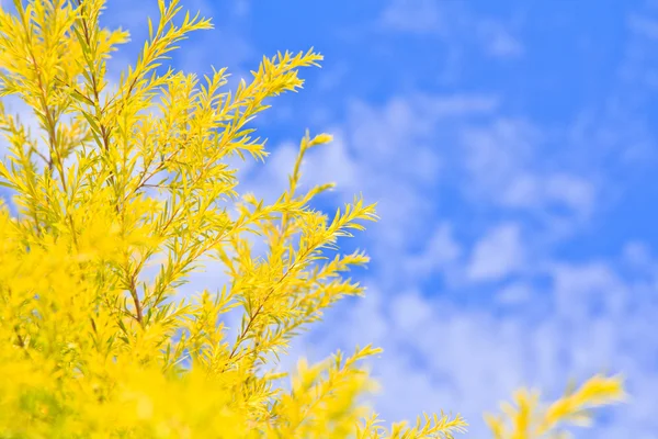 Bladeren en blauwe hemelachtergrond — Stockfoto