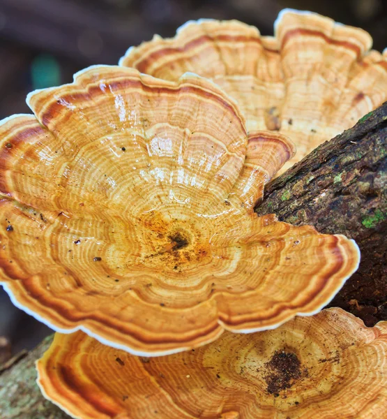 Natura Funghi marroni — Foto Stock