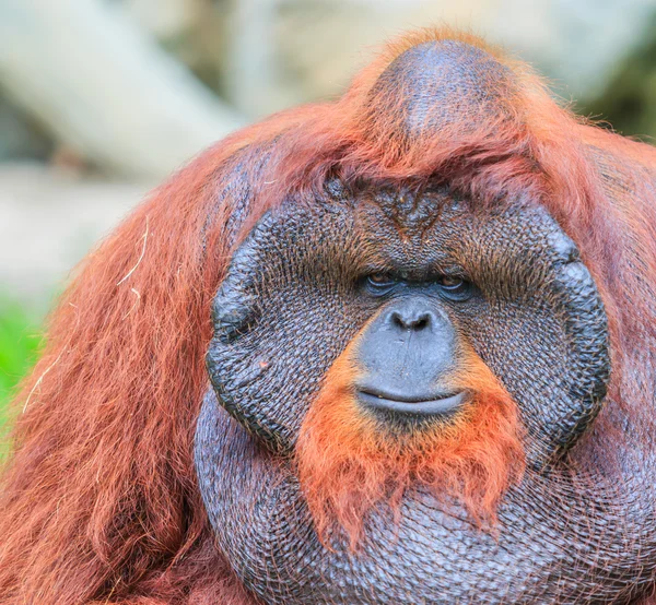 Cute brown orangutan in zoo — Stock Photo, Image