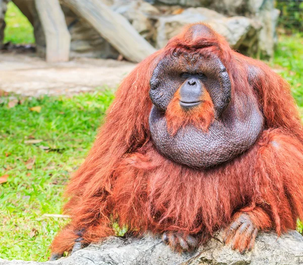 Cute brown orangutan in zoo — Stock Photo, Image