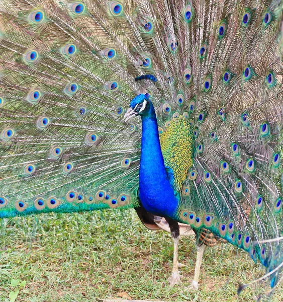 Groene pauw vogel — Stockfoto