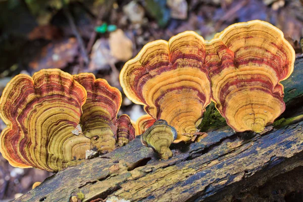 Natura Funghi marroni — Foto Stock