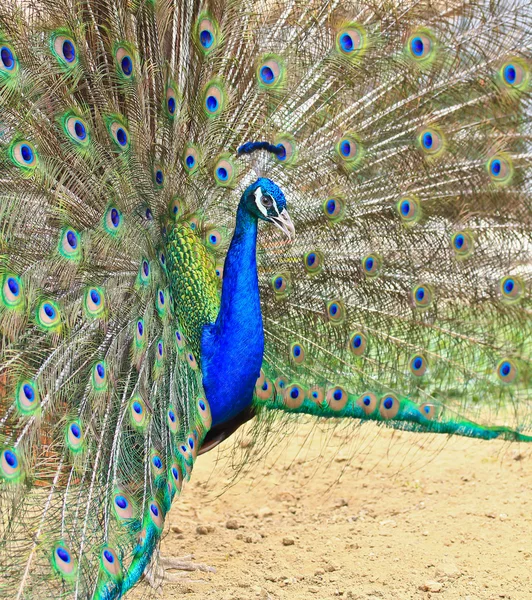 Green Peacock bird — Stock Photo, Image