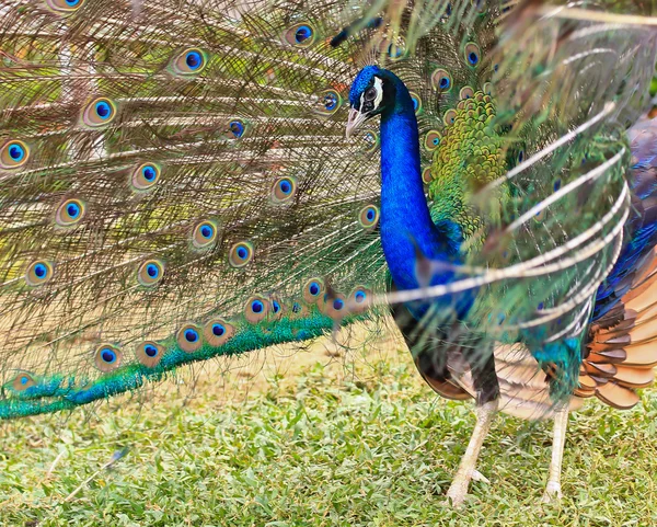 Green Peacock bird — Stock Photo, Image