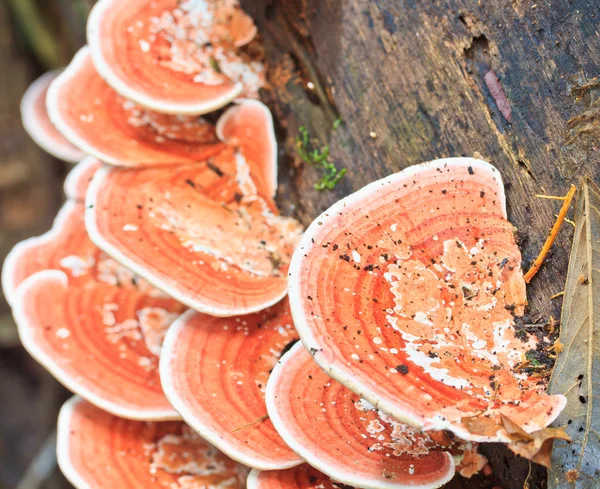 Natura Funghi rosa — Foto Stock