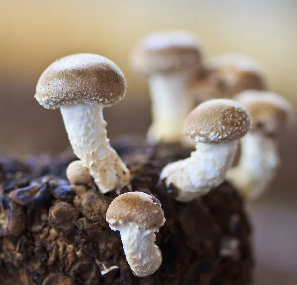 Shiitake Setas de cerca — Foto de Stock