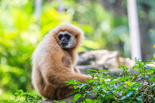 Gibbon wild animal — Stock Photo, Image