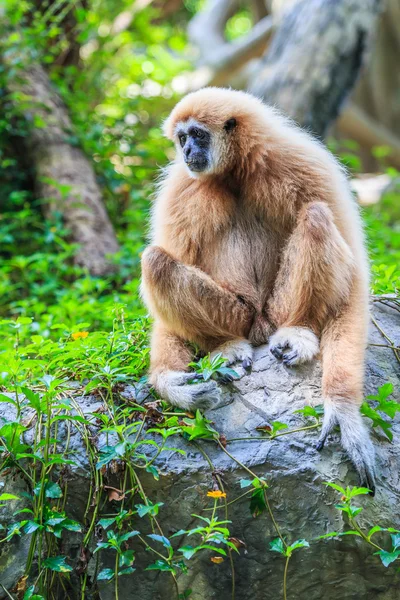 Gibbon Wildtier — Stockfoto