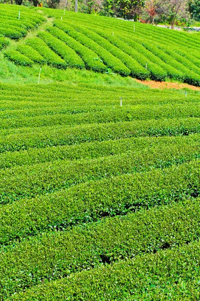 Чайная плантация в Таиланде — стоковое фото