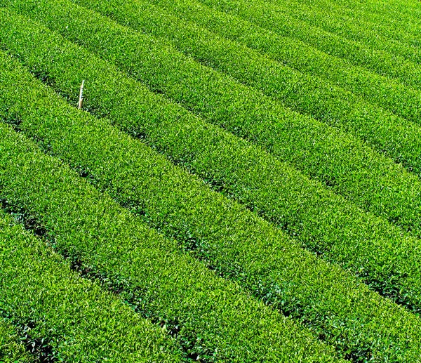 Plantación de té en Tailandia — Foto de Stock