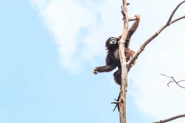 Roztomilý gibbon na větev stromu — Stock fotografie