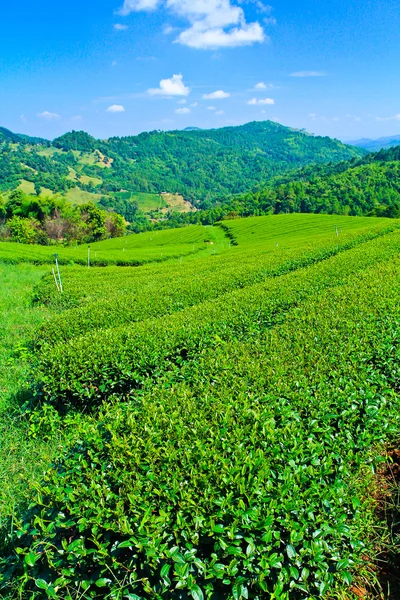 Teplantage i thailand — Stockfoto