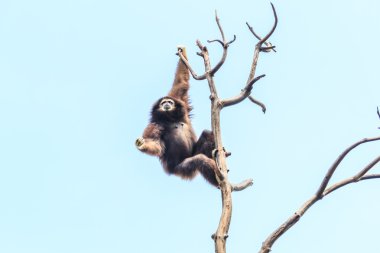 Ağaç dalı üzerinde şirin jibon 