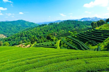 çay plantasyon Tayland 